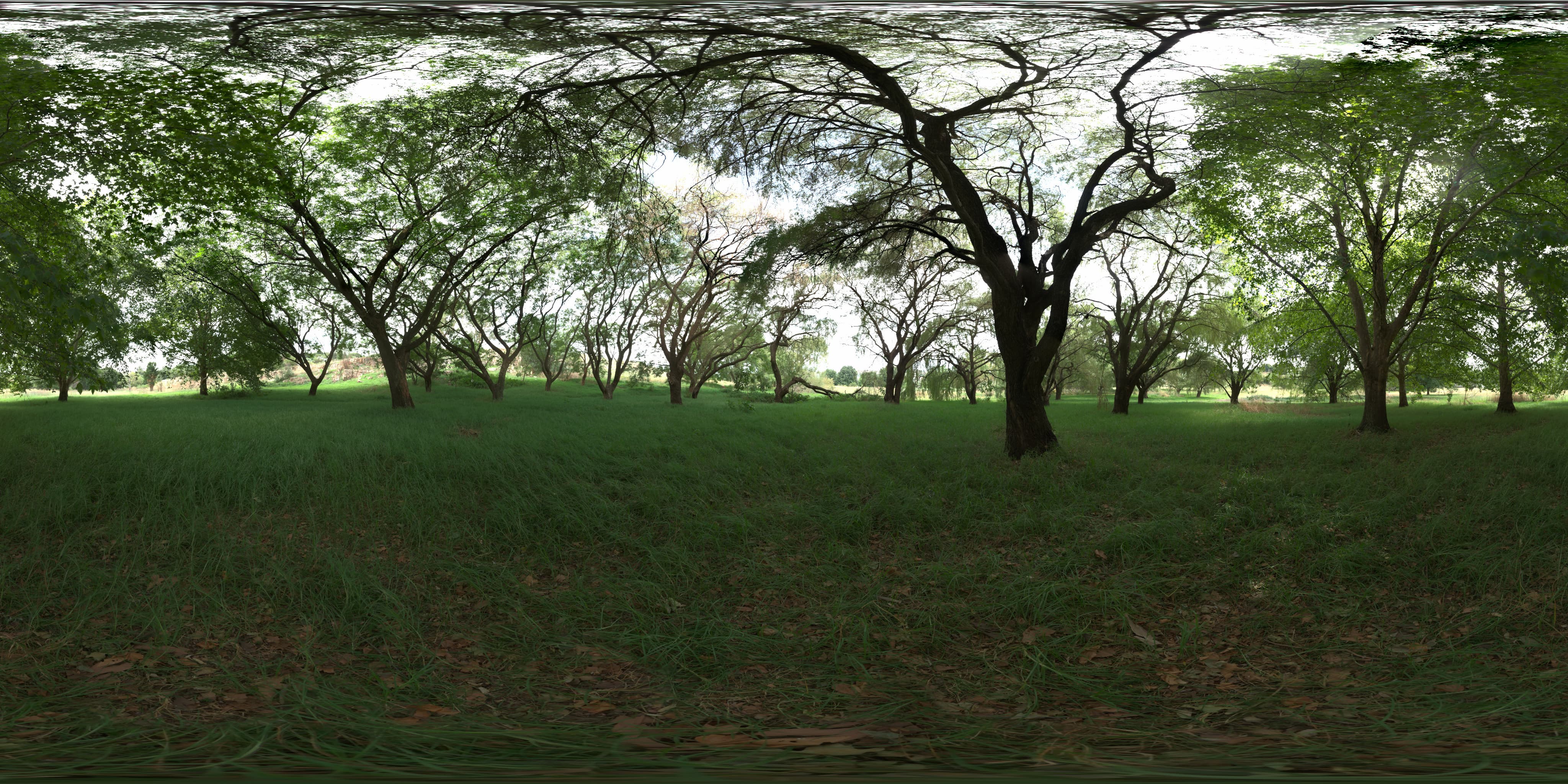 Bosque
